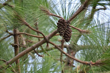 Flower pine