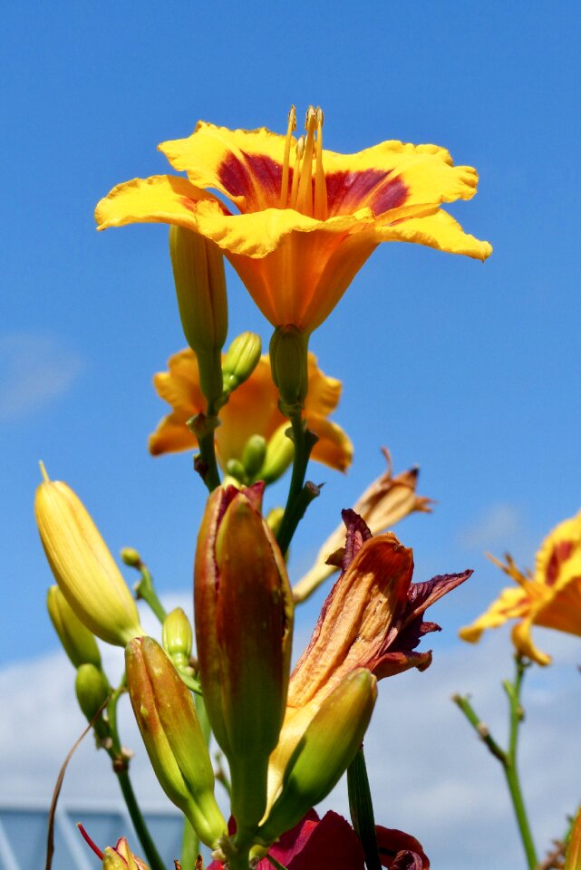 Lily flower garden nature