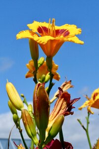 Lily flower garden nature