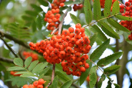 Shrub red ball nature garden
