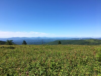 Virginia meadow