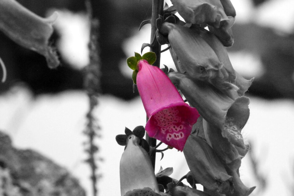 Spring summer petals