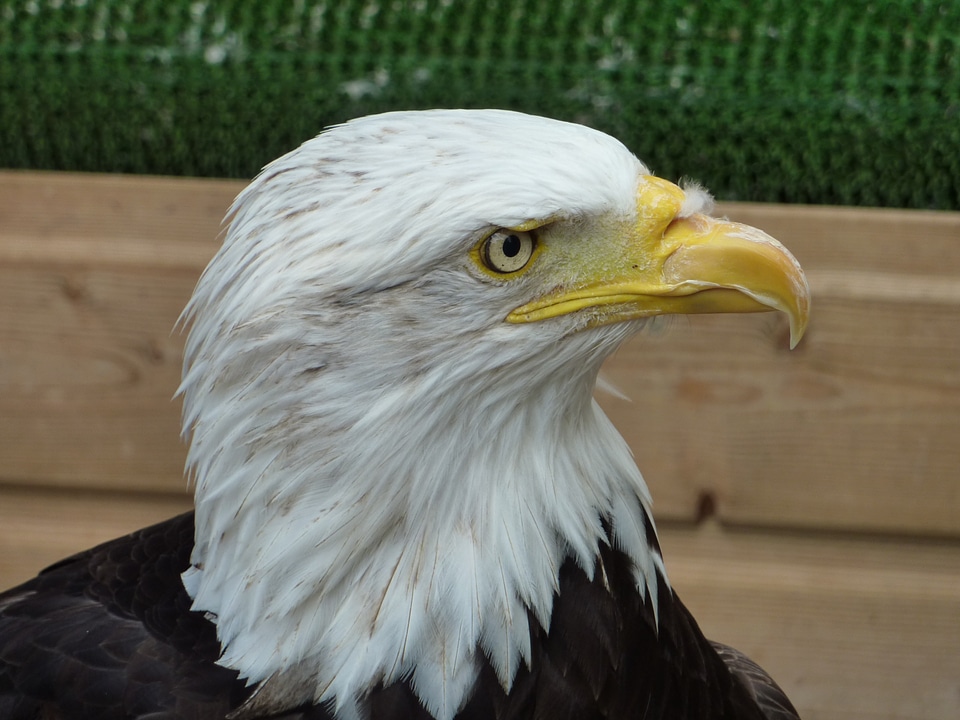 Eagle bird nature
