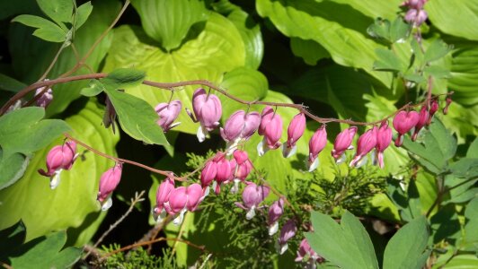 Flowers hearts pink