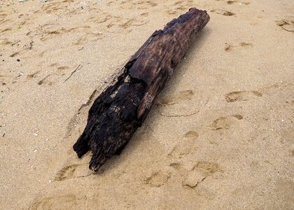 Sand sea drift wood photo