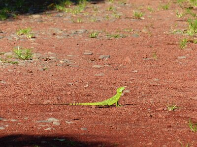 Reptile scale animal
