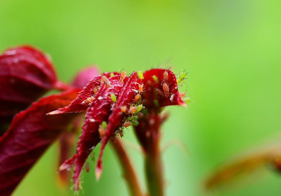 Red fly aphid sap-sucking