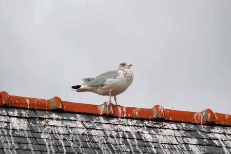 Pigeon roof bird photo