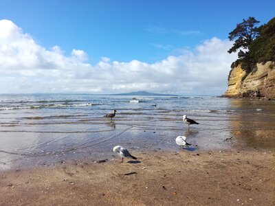 Nature birds