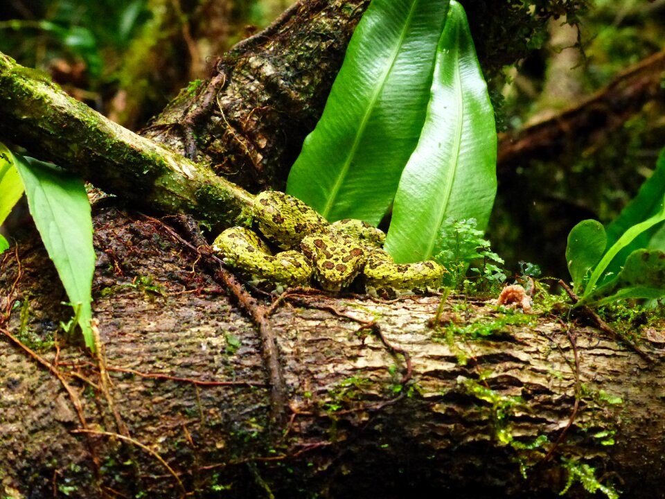 Snake tropics green