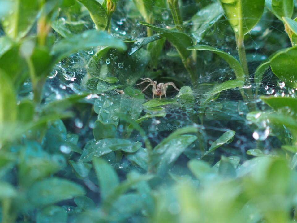 Close up insect web