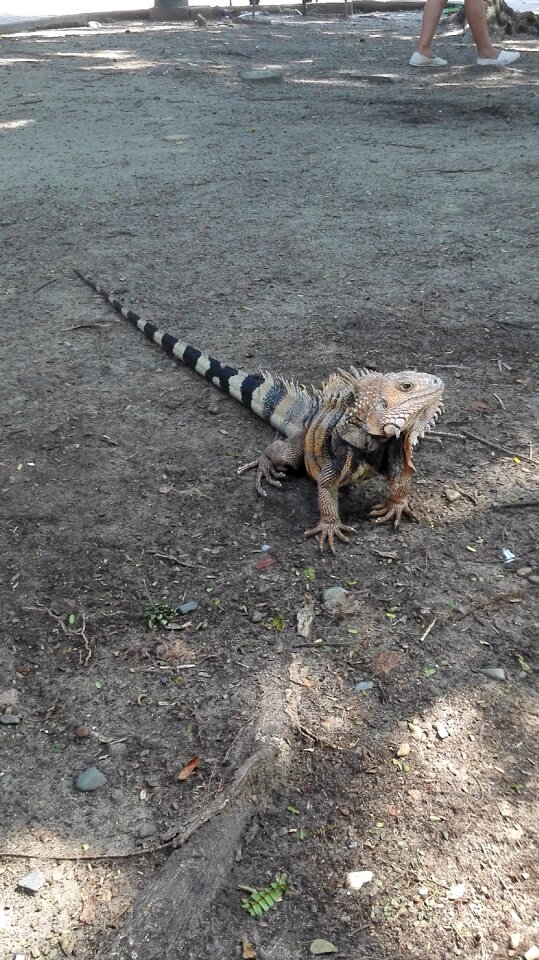 Animal reptiles lizard