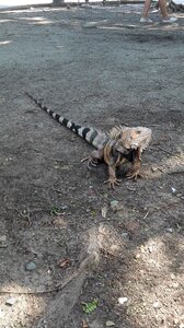 Animal reptiles lizard photo