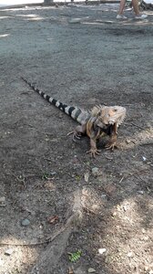 Animal reptiles lizard