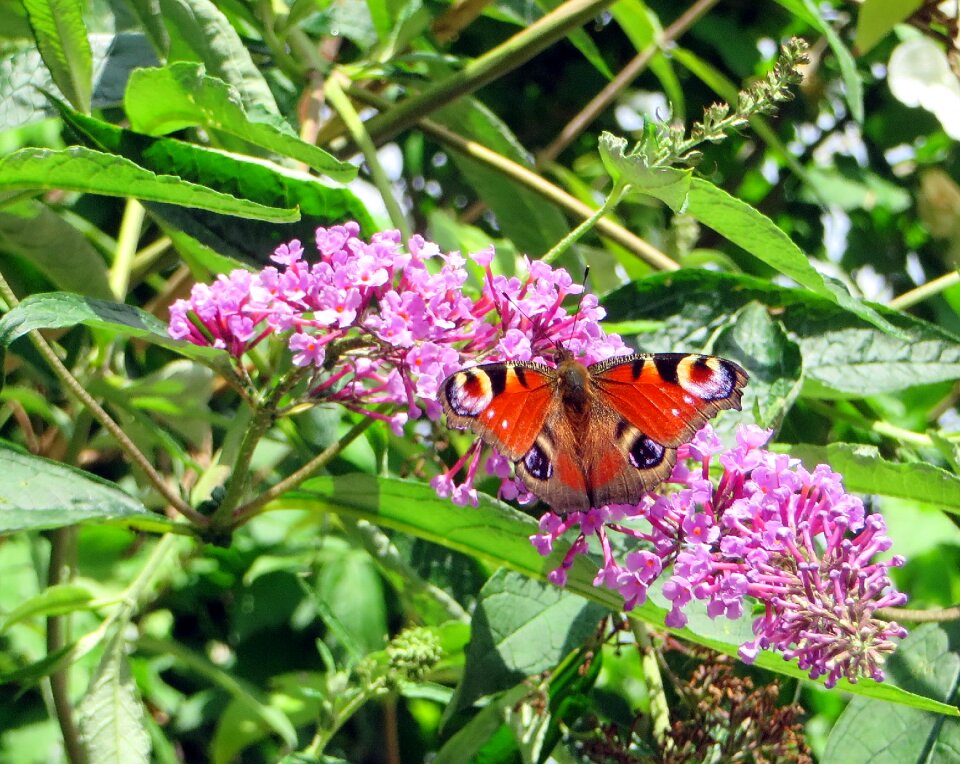 Insects buddleia tree-with-butterflies