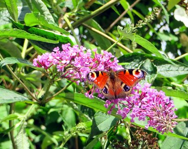 Insects buddleia tree-with-butterflies photo