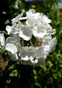 White greek valerian plant flower garden photo