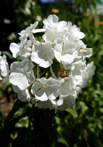 White greek valerian plant flower garden