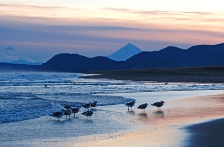 Wave calm gulls