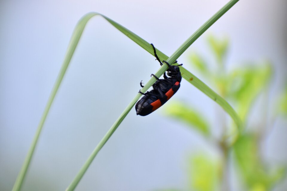 Insect mylabris pustulata