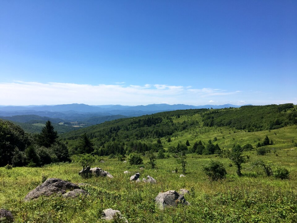 Virginia meadow