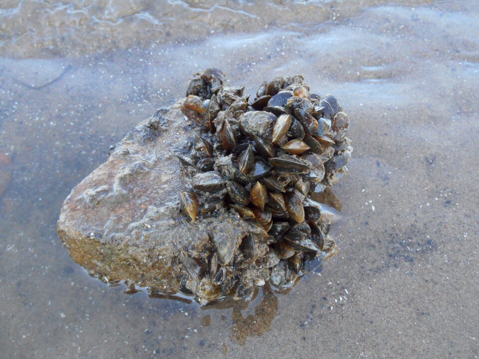 Water nature crustacea