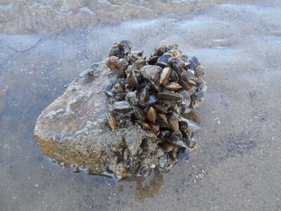 Water nature crustacea