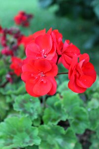 Red rose pink flowers color pink photo