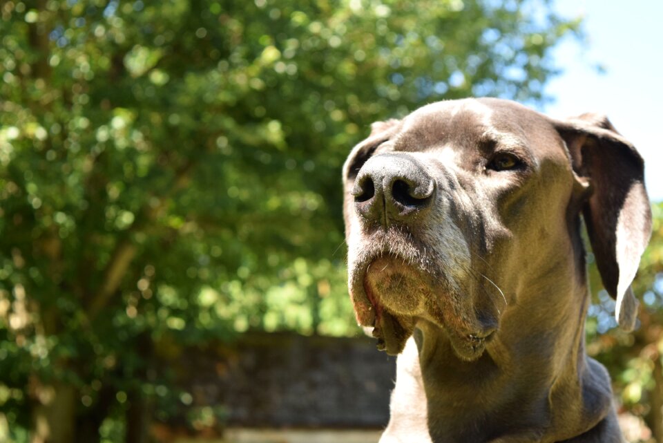 Great dane pet sitting