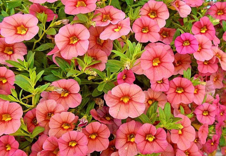 Botanical blossom spring