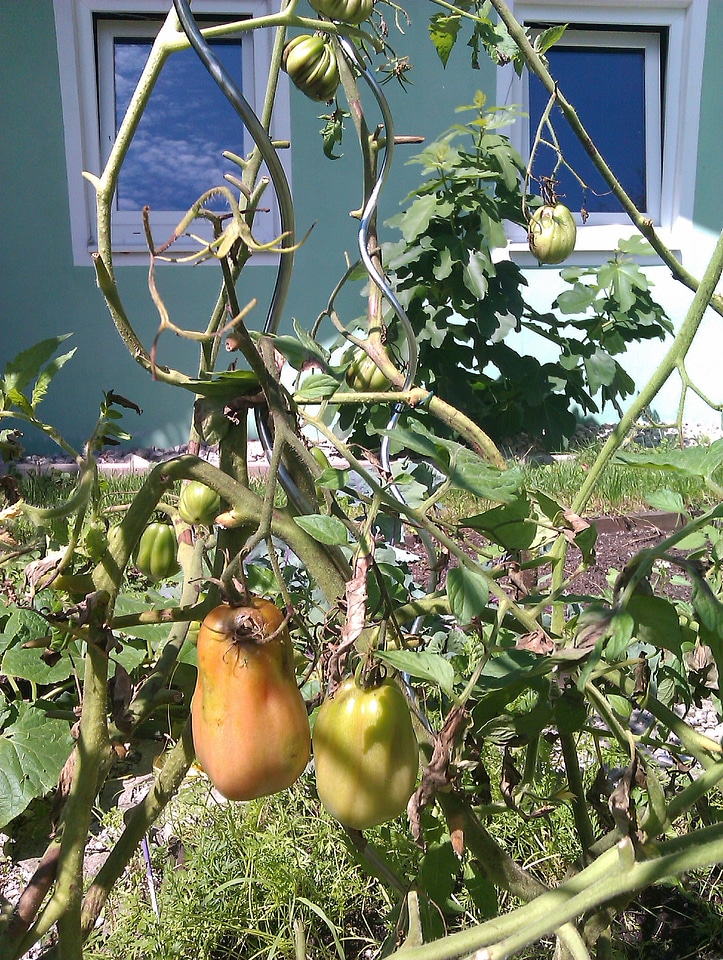Ox heart tomato bio