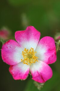 Bloom bush roses photo