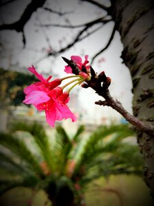 Cherry blossom nissan dainty
