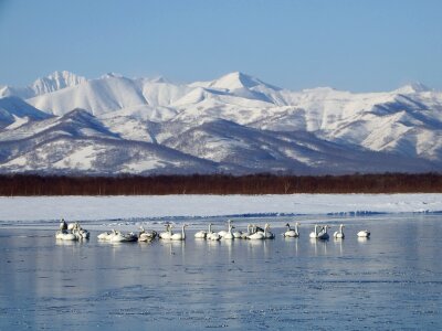 Wintering river backwater photo