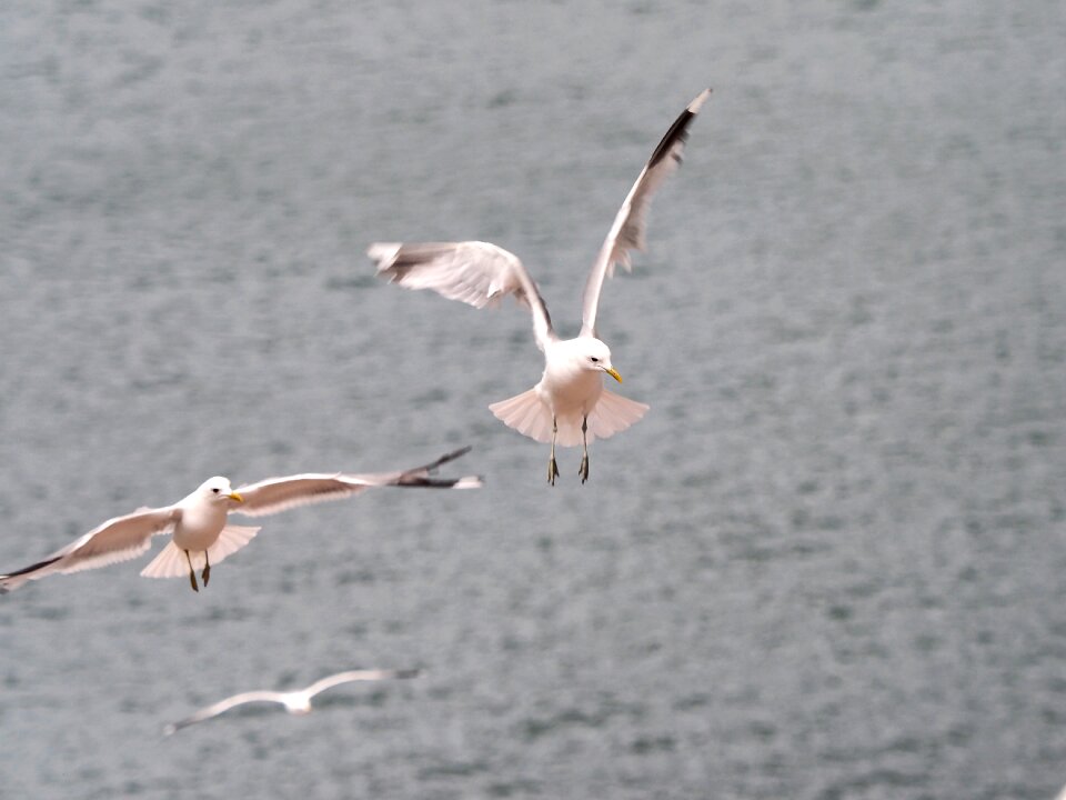 Water bird water sea