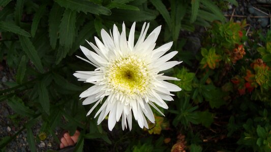 White flower bloom