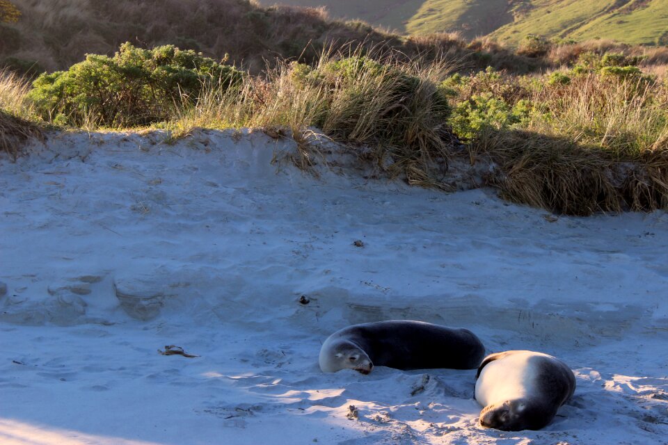 Animals sand dunes