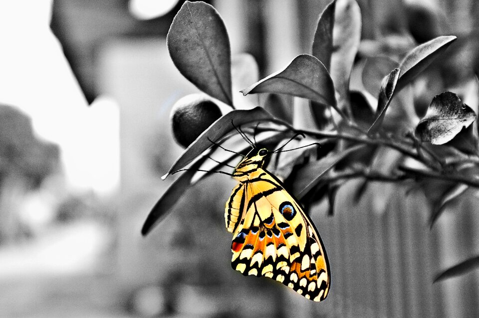 Wing gray butterfly