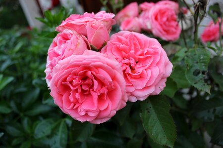 Red rose pink flowers color pink photo