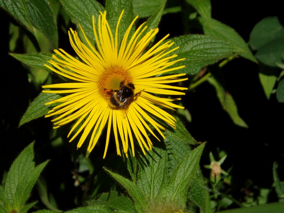 Flower bee nature