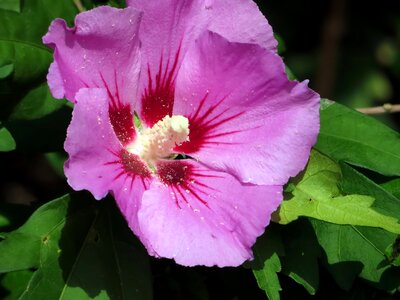 Edible mugunghwa pink flower