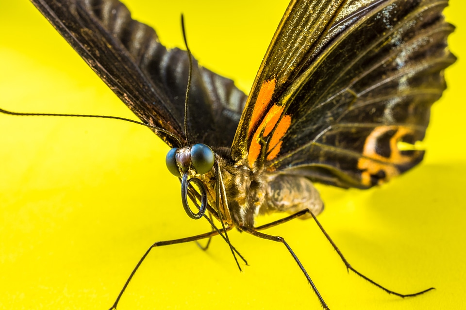 Butterfly insect Free photos