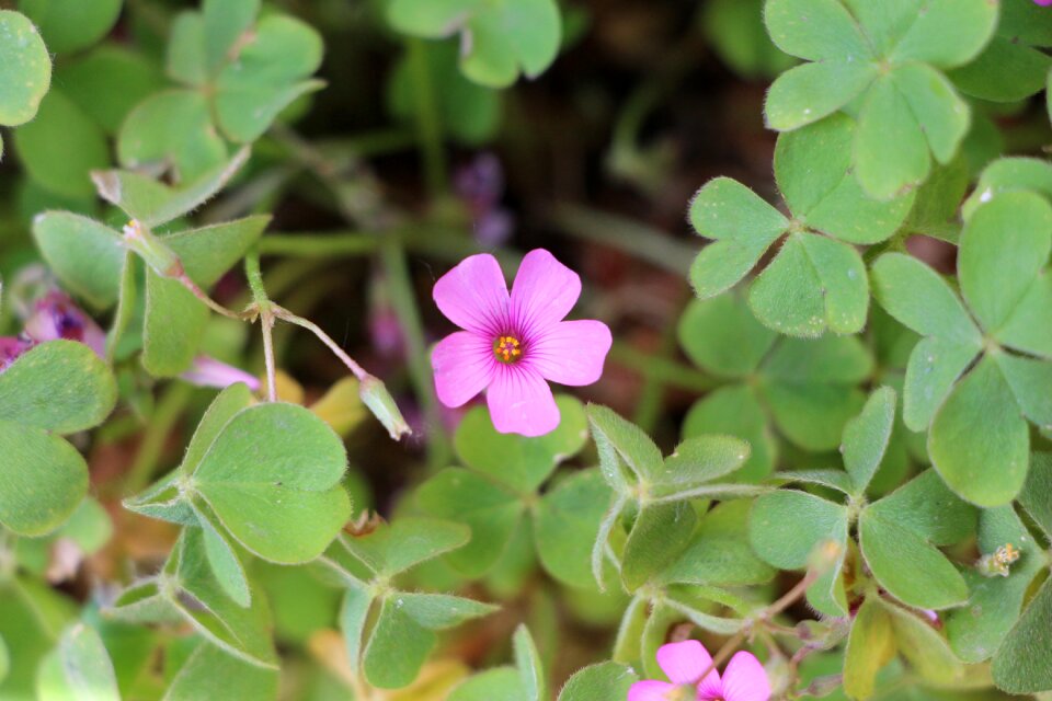 Image nature four-leaf clover