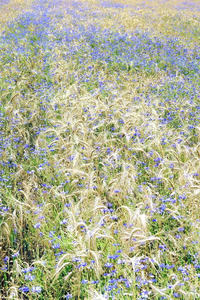 A lot of carpet nature