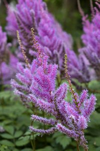 Bloom astilbe pink photo