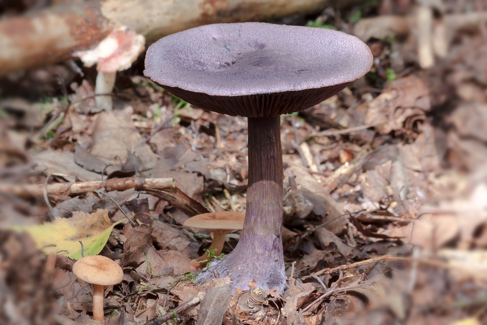 Midnight mushroom dunkelvioletter dick athlete's foot dick foot