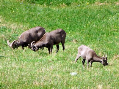 Pasture highlands alpine meadow photo