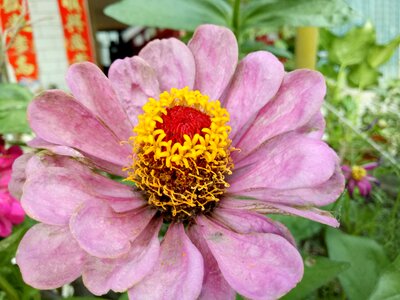 Pistil shriveled life like summer flowers