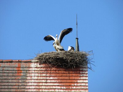Nest storks bird