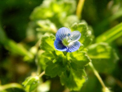 Wild small macro